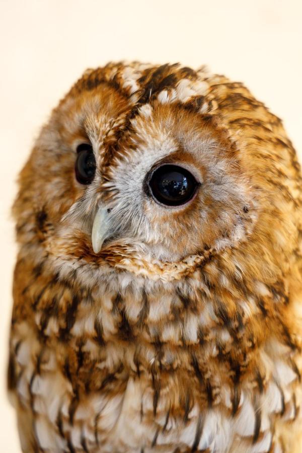 Hotel Owl Tokyo Nippori Εξωτερικό φωτογραφία